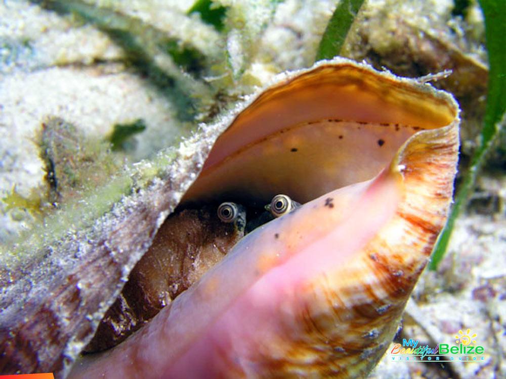 Close up of freshly caught conch