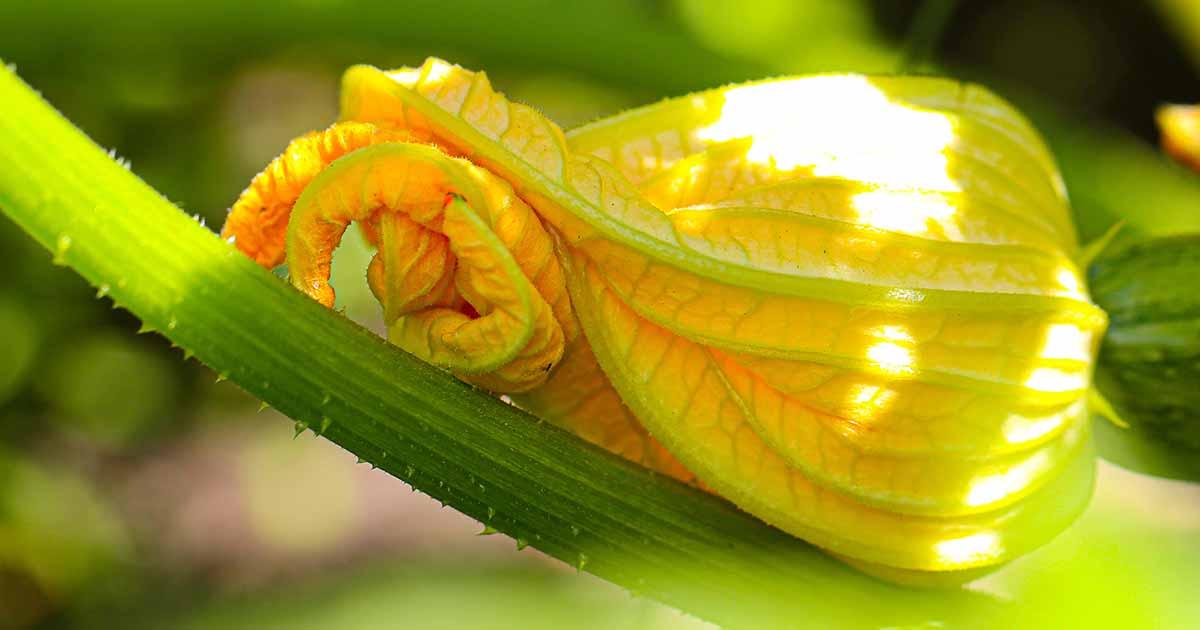 close up shot of zucchini blossoms