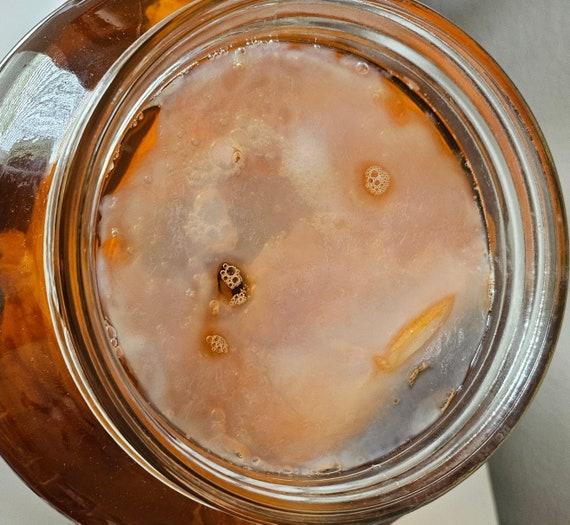 close up shot of kombucha brewing in a large jar with a SCOBY visible