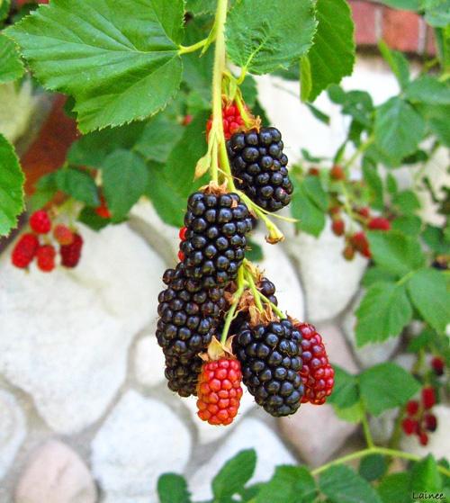Blackberries on the vine, sun-drenched