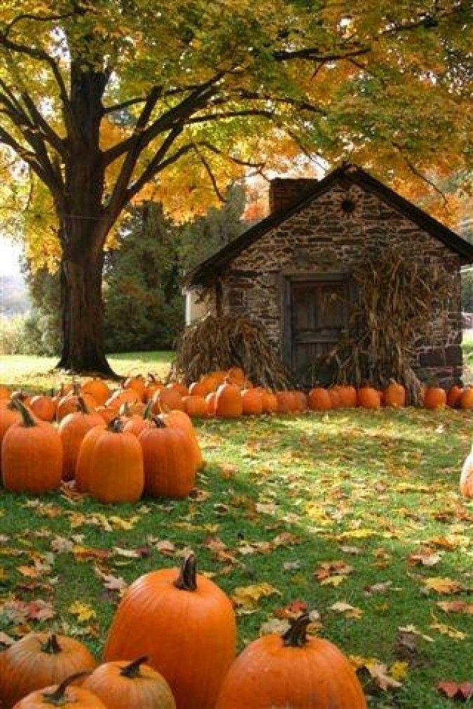 Autumn landscape with colorful foliage and a pumpkin patch