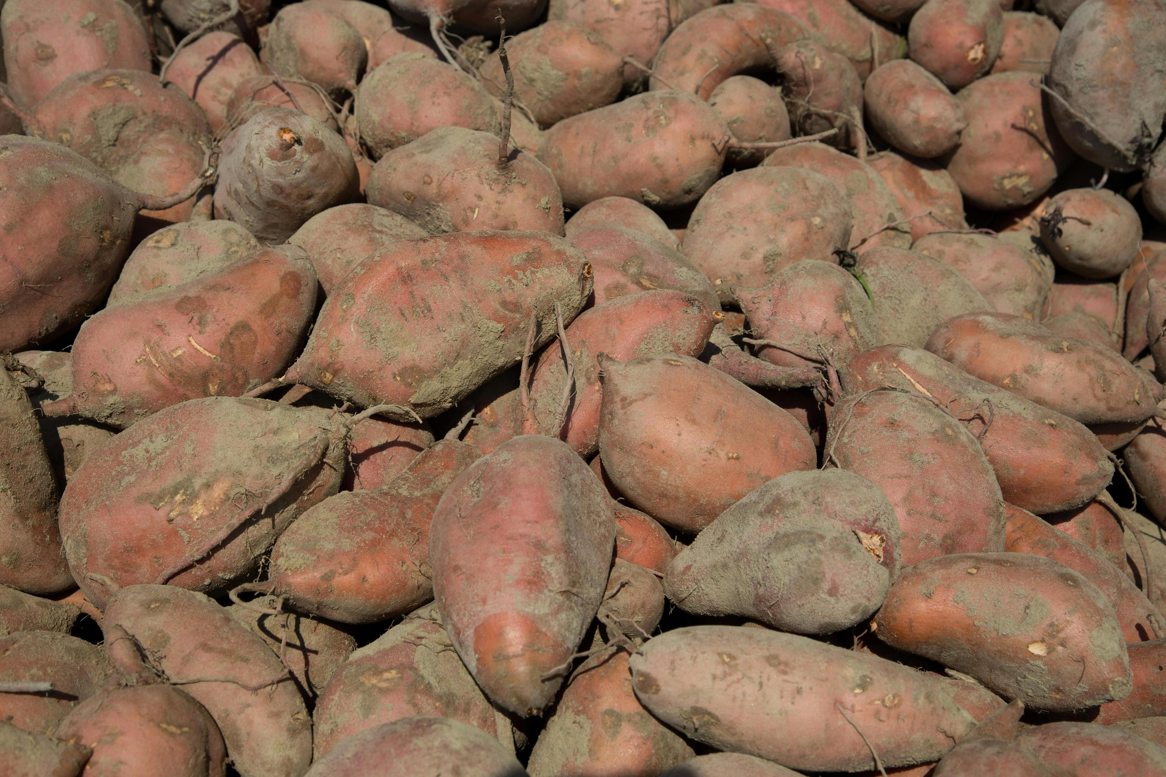 Close-up shot of a pile of sweet potato peels