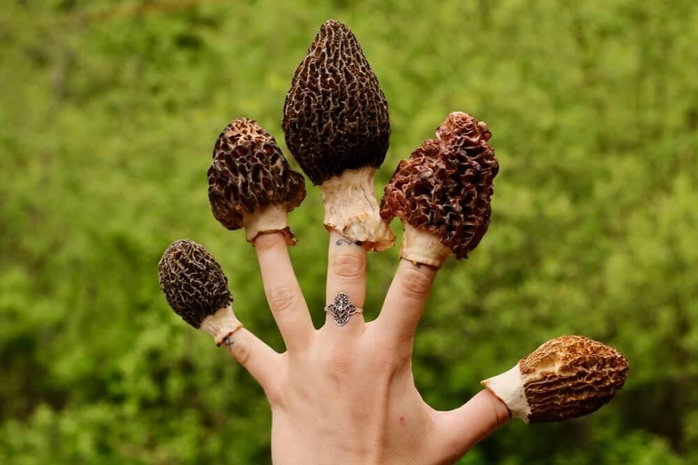 close-up shot of a handful of freshly foraged morel mushrooms
