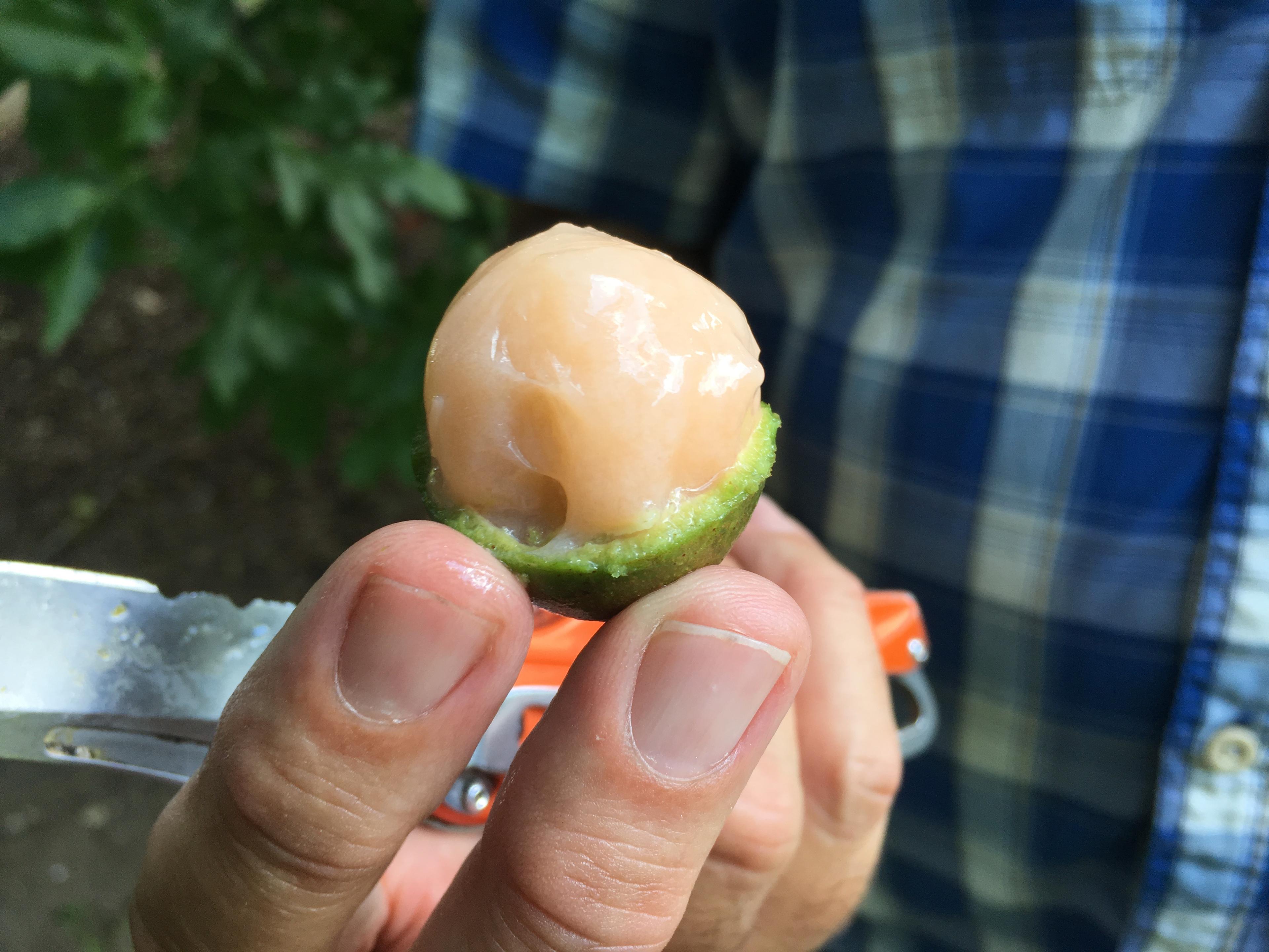 Longan Lime Lollipops being enjoyed outdoors on a sunny day