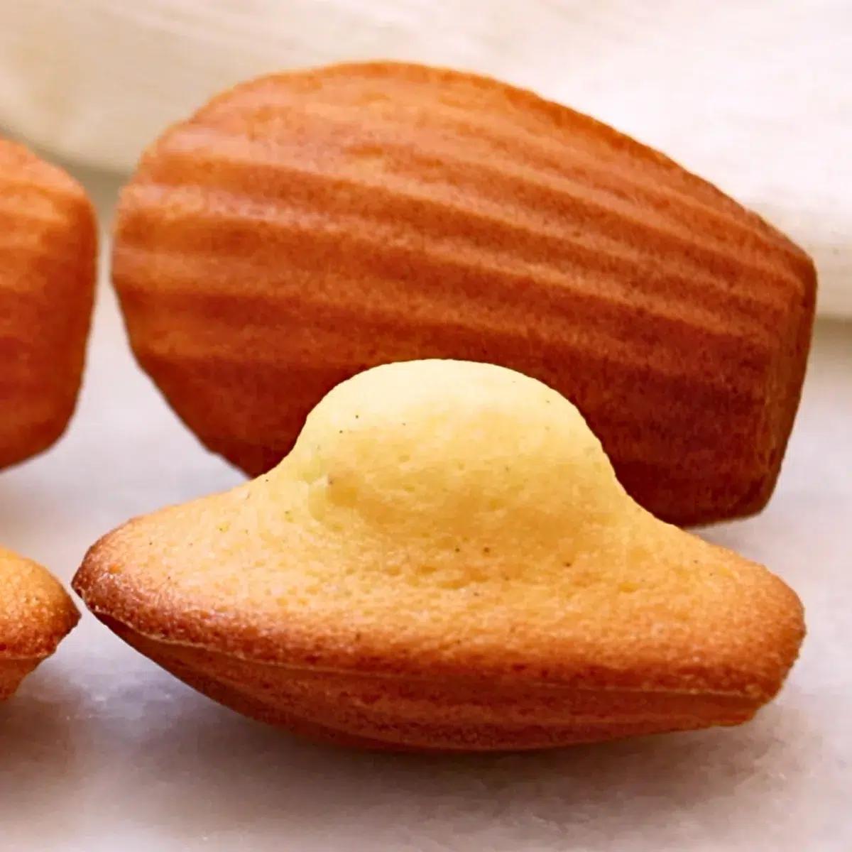 Close-up of a single madeleine, showing its texture