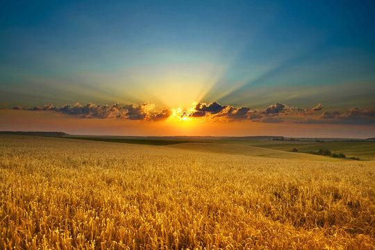 barley field with sunset in the background