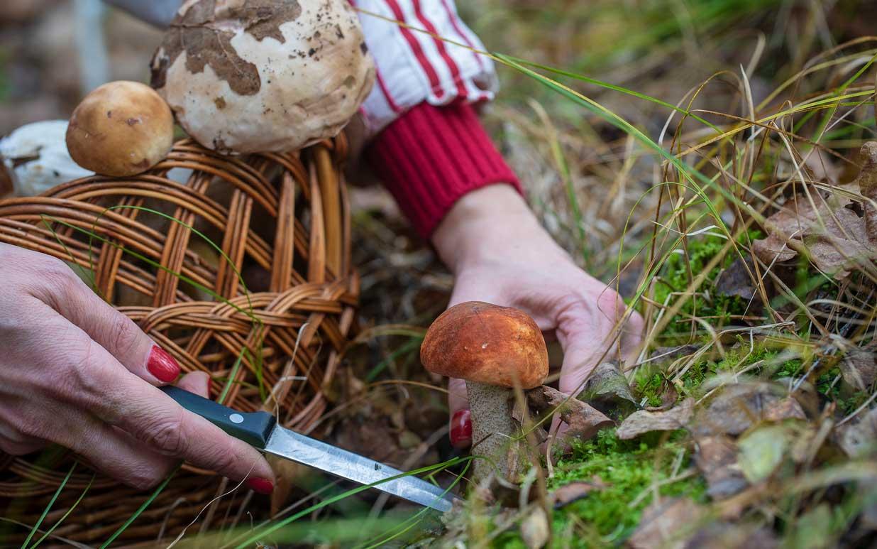forager carefully picking field mushrooms in a forest