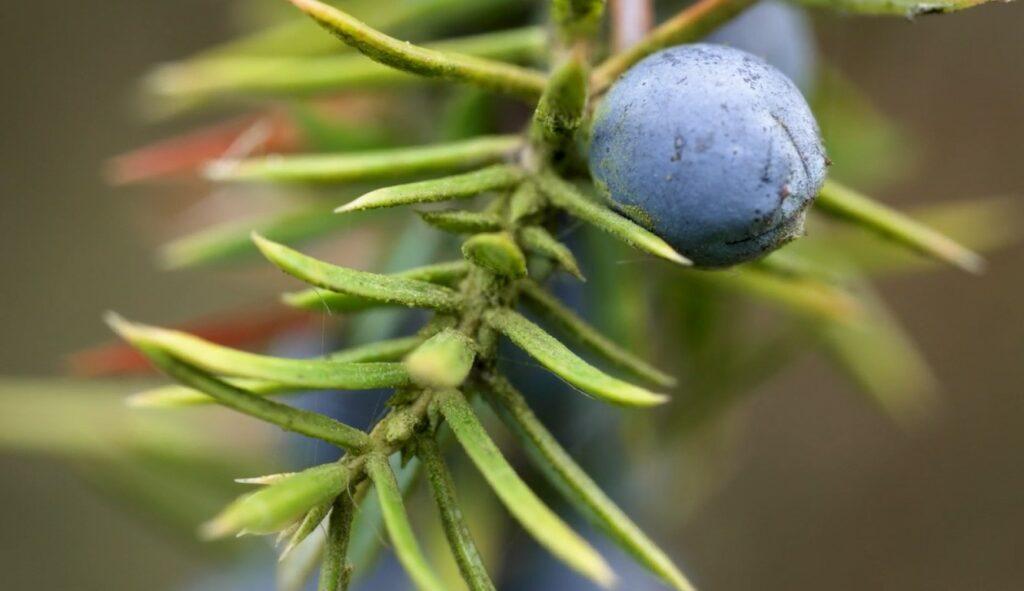 Close up of Juniper Berries