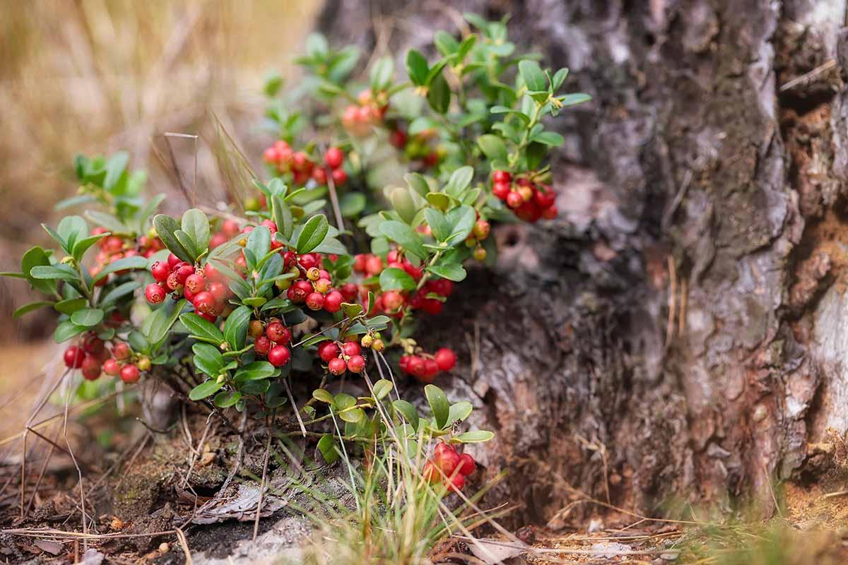 Lingonberries growing on a bush and oranges on a tree