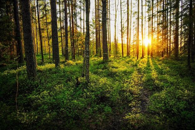 scenic view of a berry patch in a forest with sunlight streaming through the trees